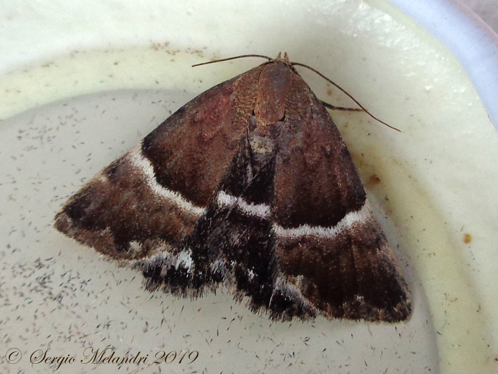 Noctuidae ??? No, Erebidae: Odice suava